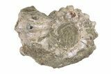 Bumpy Ammonite (Douvilleiceras) Fossil - Madagascar #205020-1